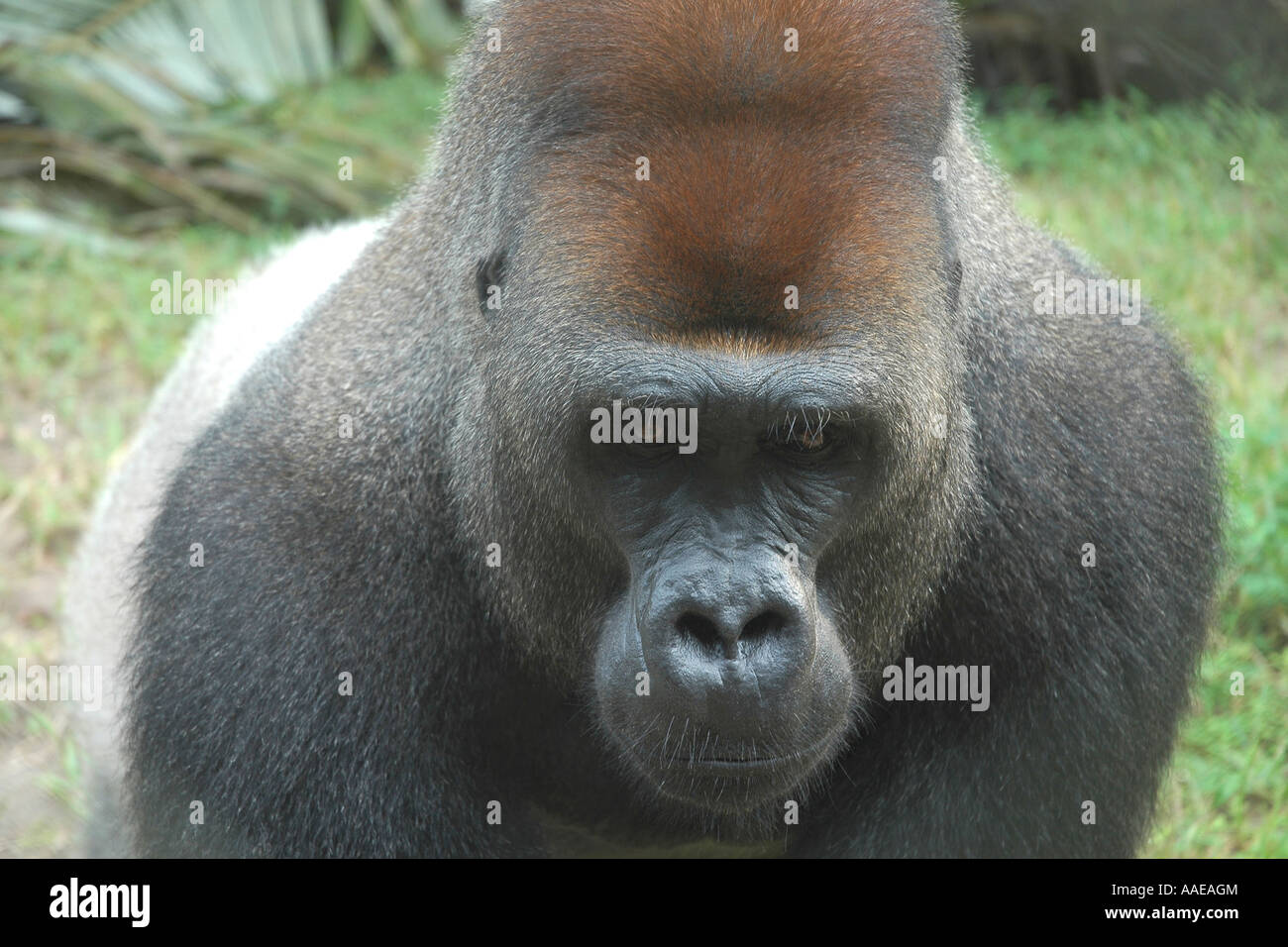 Western pianura gorilla silverback in un progetto di riabilitazione sull isola Evengue in gabonese affida Loango National Park Foto Stock