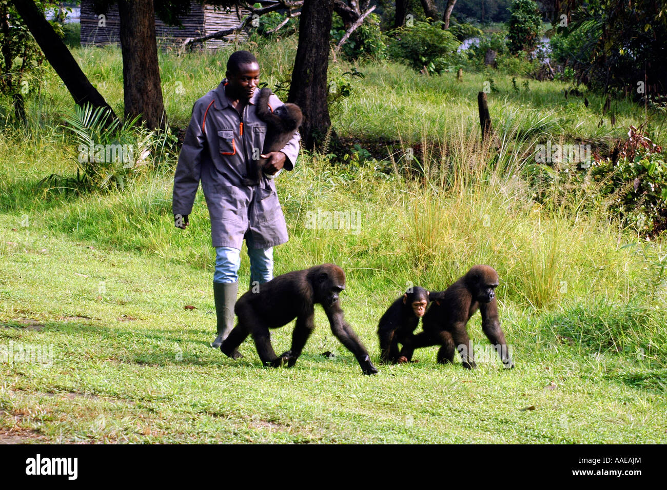 Rimasto orfano Gorillas occidentali della pianura e un piccolo scimpanzé di camminare con i loro accompagnatori presso il Villaggio Evaro lakeshore resort in Gabon Foto Stock