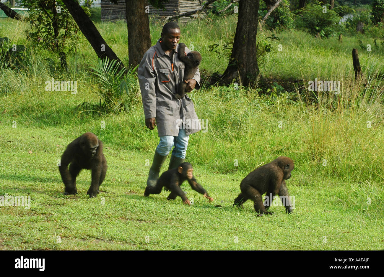 Rimasto orfano Gorillas occidentali della pianura e un piccolo scimpanzé di camminare con i loro accompagnatori presso il Villaggio Evaro lakeshore resort in Gabon Foto Stock