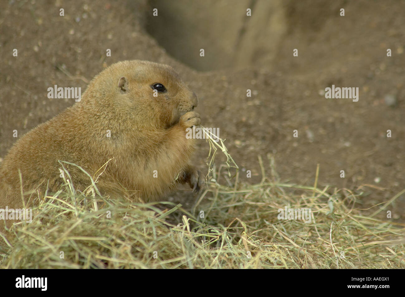Un singolo adulto nero-tailed Prairie Dog (Cynomys ludovicianus) rodendo sull'erba. Foto Stock