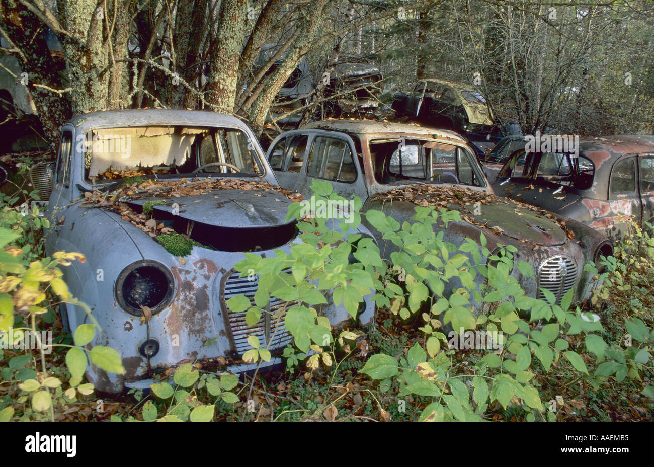 Vecchia auto abbandonate nel legno della Svezia Foto Stock