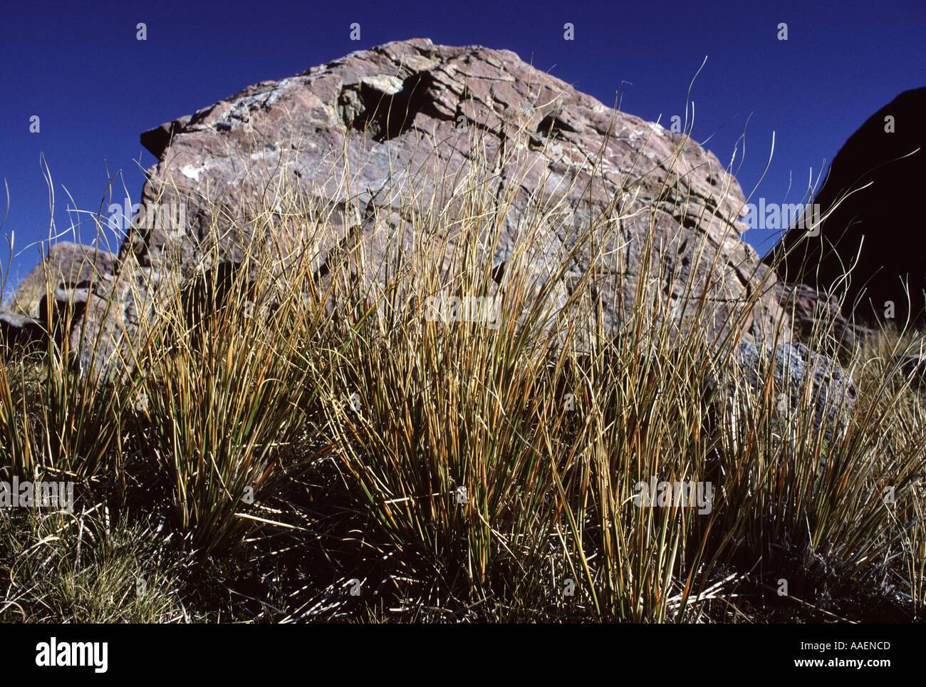 Alpine tussock erba e montaggio Rock Avalanche Arthurs Pass Isola del Sud della Nuova Zelanda Foto Stock