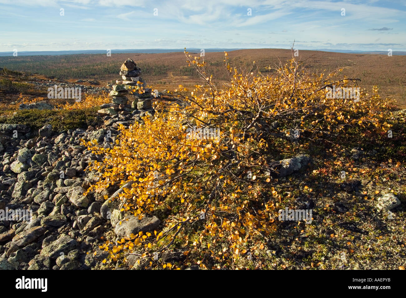 I colori autunnali vicino a Saariselkä nel nord della Finlandia Foto Stock