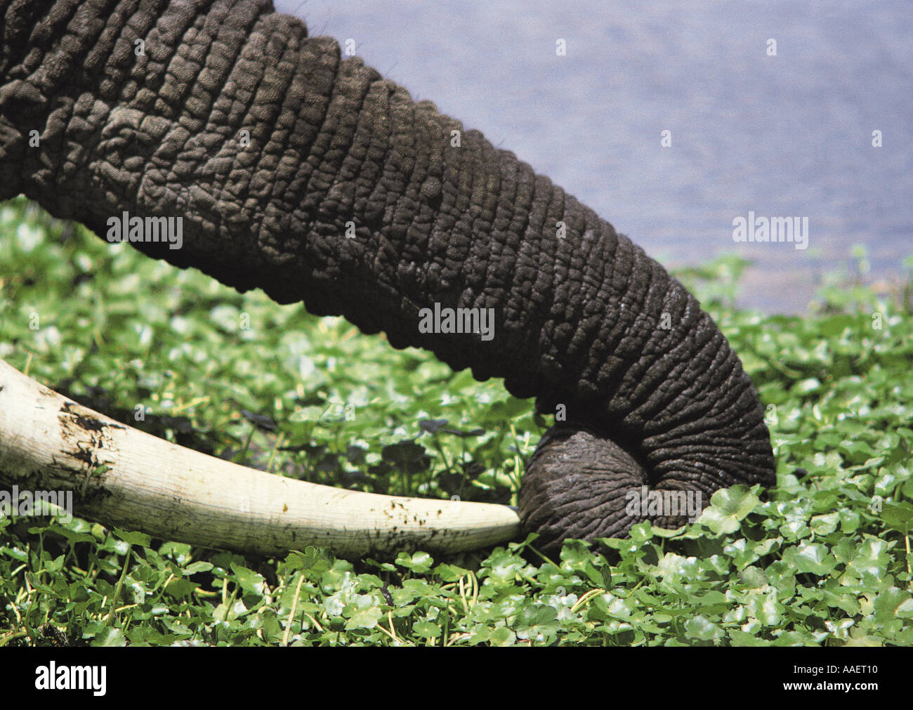 Close up di Elephant Trunk s piante di afferraggio a Ippona piscina del cratere di Ngorongoro Tanzania Africa orientale Foto Stock