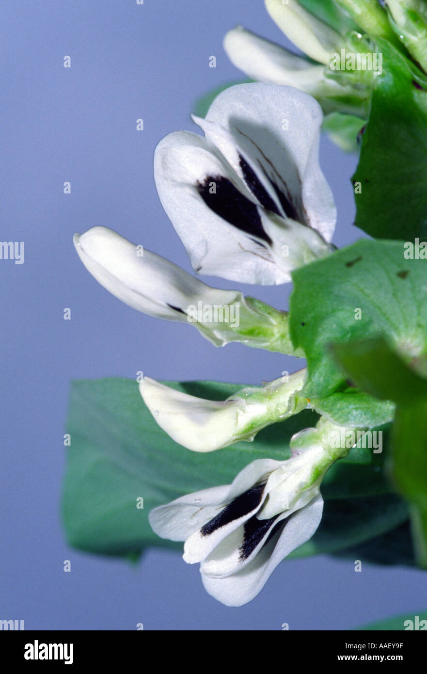 Largo Bean di fiori Foto Stock