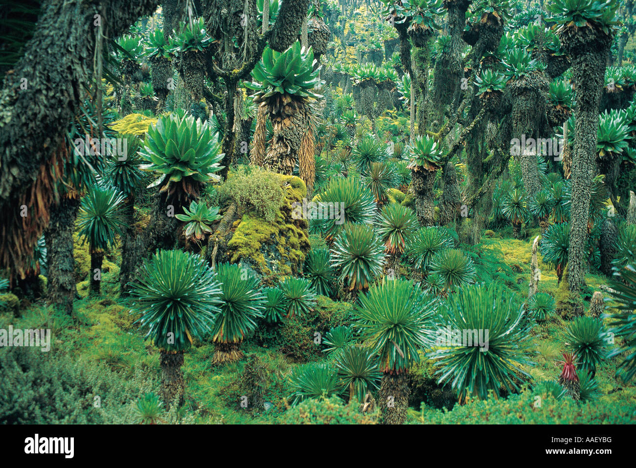 Il gigante della foresta Groundsel 4000 metri Ruwenzori National Park in Uganda Foto Stock