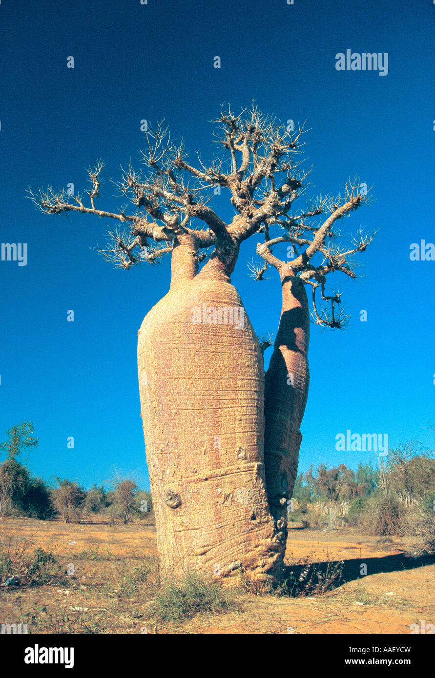Baobab nella foresta spinosa vicino a Toliara Tulear Madagascar meridionale Foto Stock