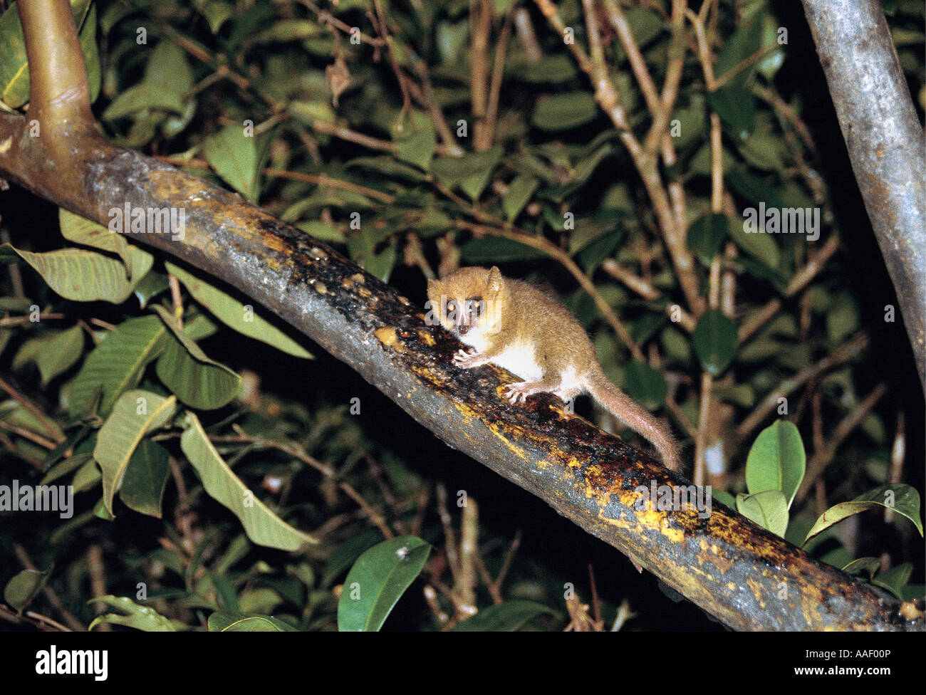 Rufus Mouse Lemur Microcebus rufus Ranomafana National Park Central Madascar Foto Stock