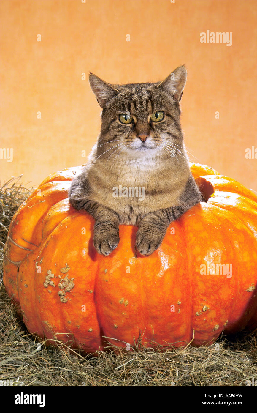Gatto domestico. Un gatto adulto di tabby siede in una zucca scavata Foto Stock