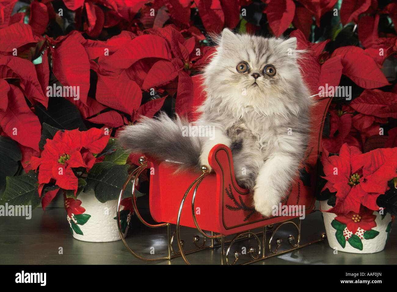 Il persiano gattino in slitta nella parte anteriore dei fiori Foto Stock