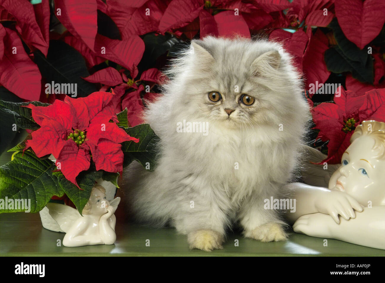 Il persiano gattino nella parte anteriore dei fiori Foto Stock