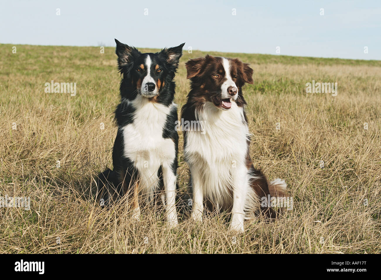 Due Border Collies - sul prato Foto Stock