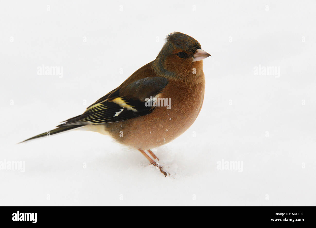 Chaffinch (Fringilla coelebs), maschio arroccato sulla neve. Foto Stock