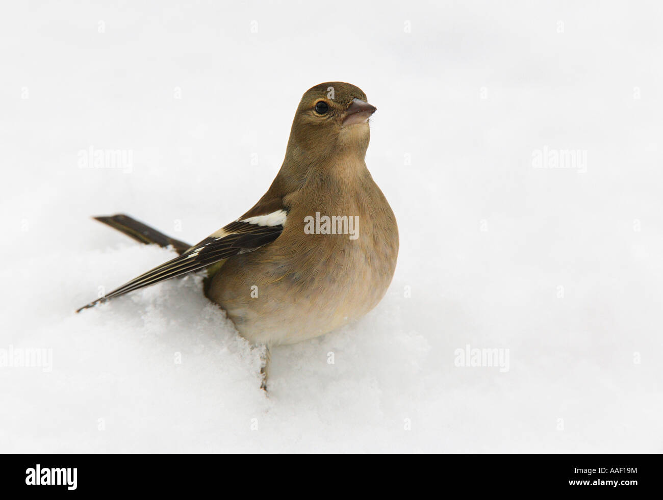 Chaffinch (Fringilla coelebs). Donna in piedi sulla neve Foto Stock