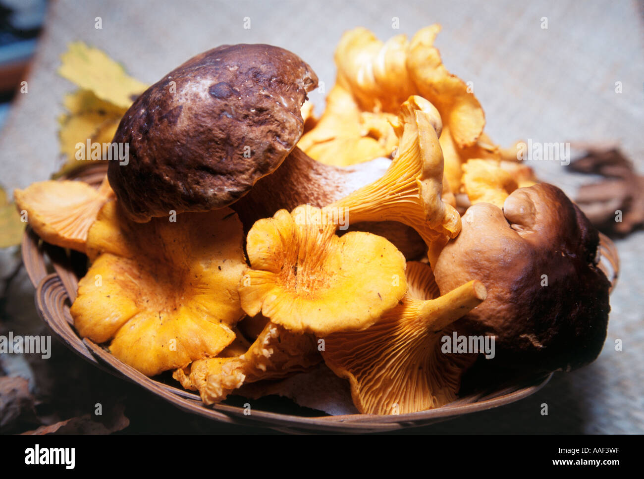 I funghi nel cestello Foto Stock