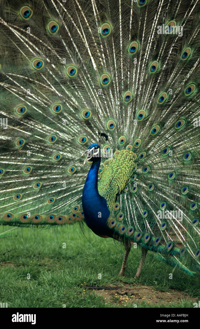 Peacock Visualizzazione (Pavo cristatus) nel Regno Unito Foto Stock