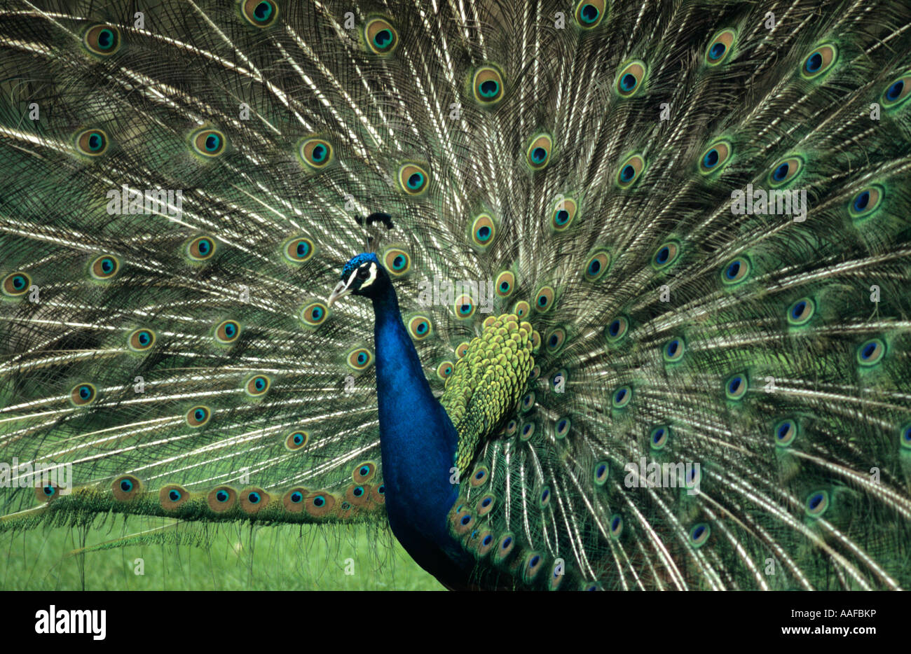 Peacock Visualizzazione (Pavo cristatus) nel Regno Unito Foto Stock