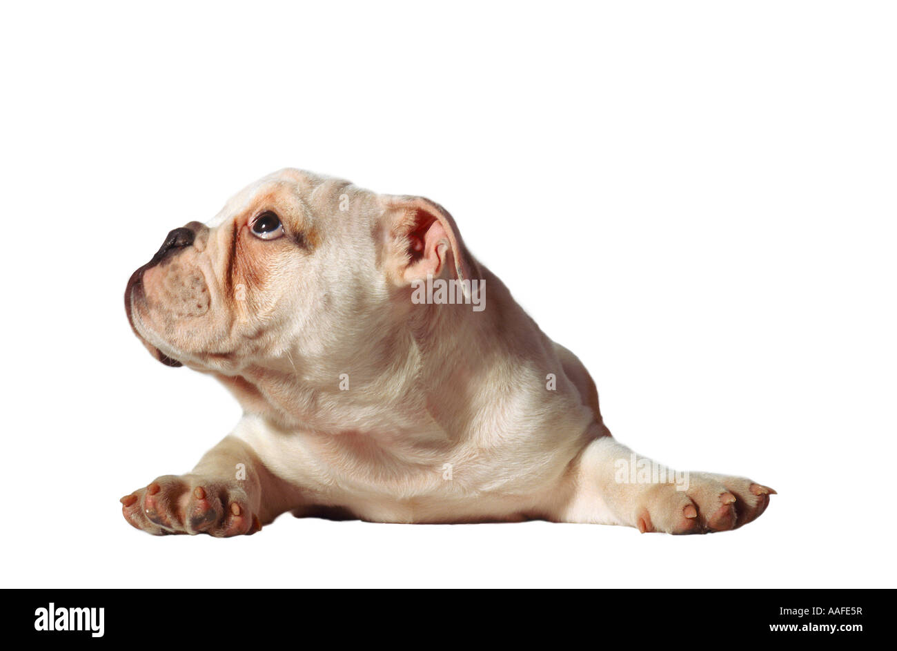 Cane Foto Stock