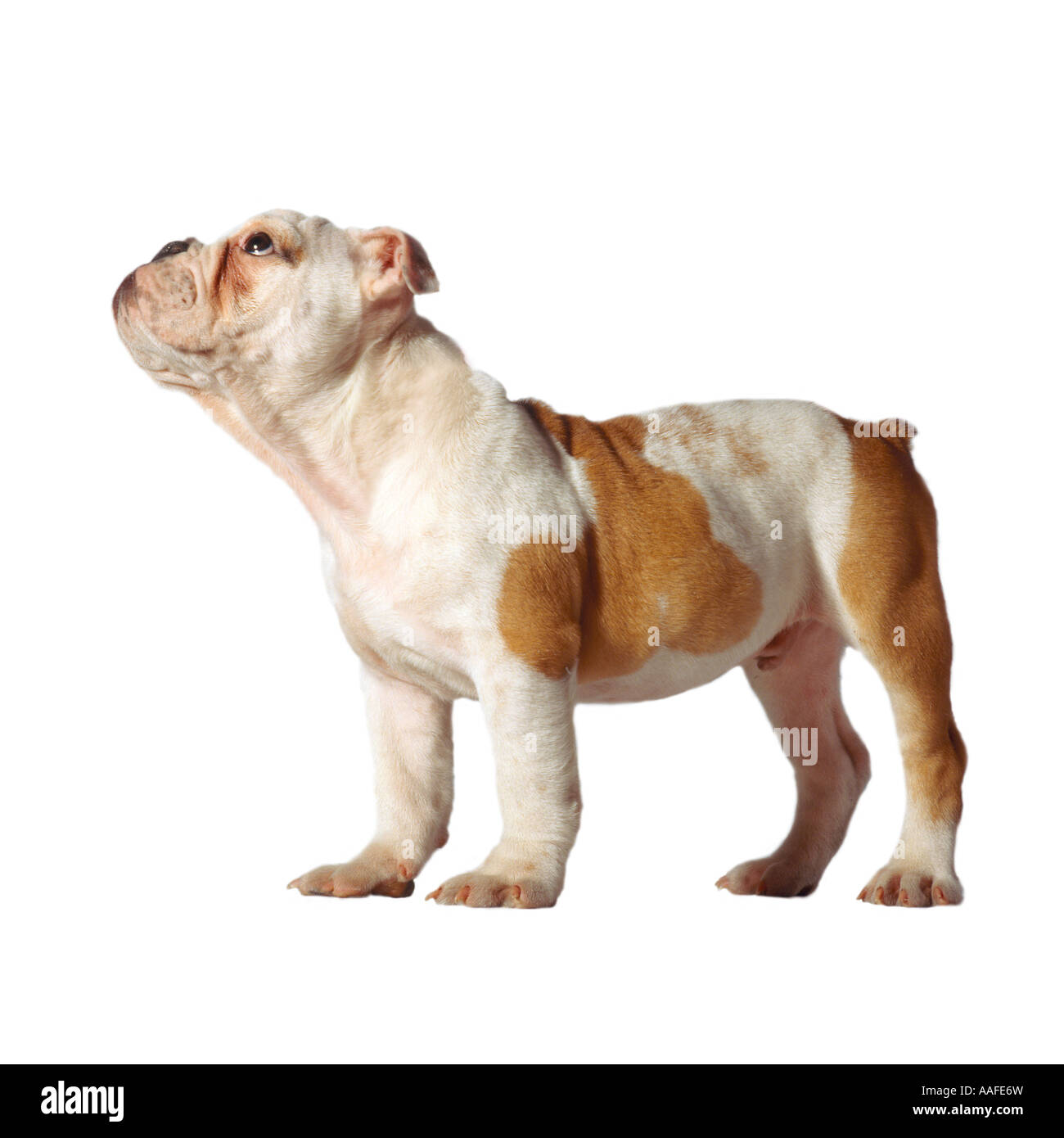 Cane Foto Stock