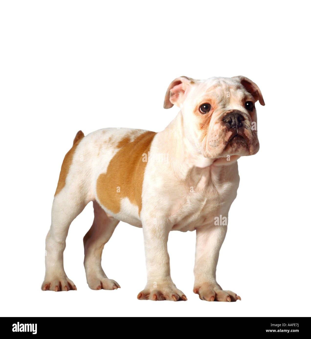 Cane Foto Stock
