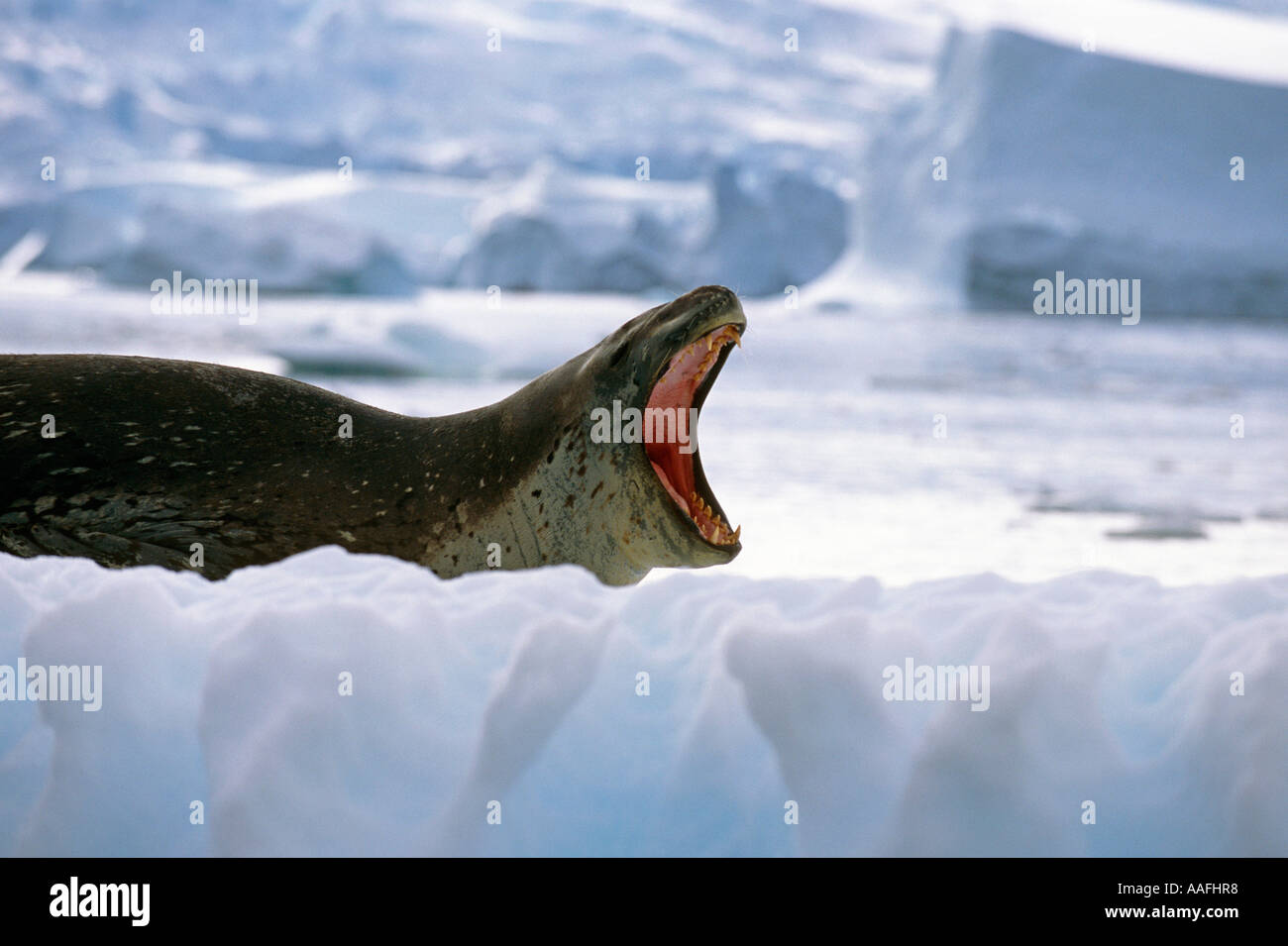 Guarnizione di Leopard su ghiaccio si risveglia a sbadigliare da nap Antartide estate Foto Stock