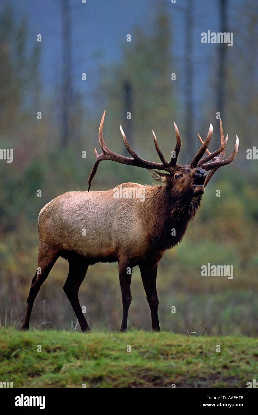 Bull Elk in piedi in erba captive Alaska Wildlife Conservation Centre caduta SC Alaska Foto Stock