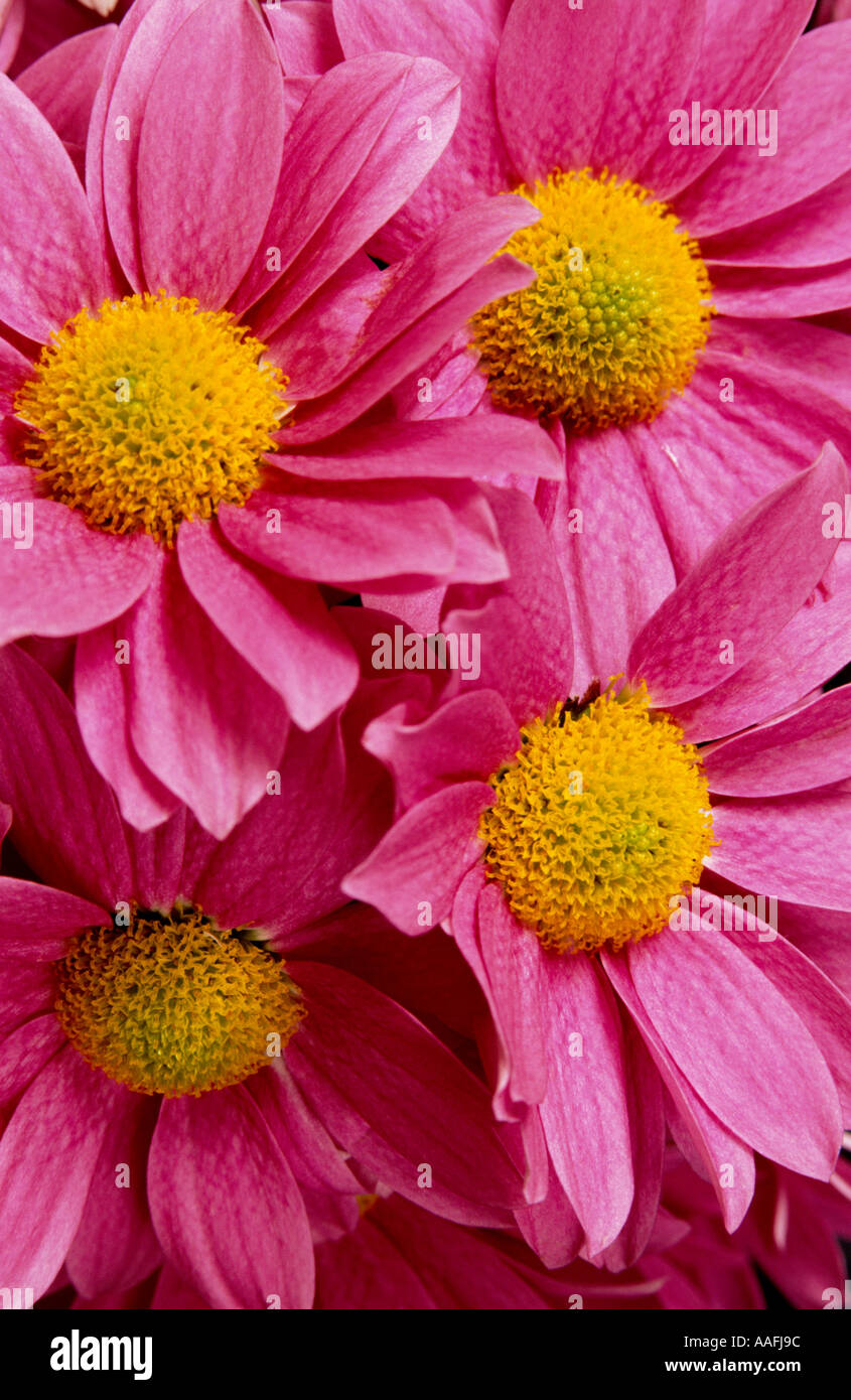 Quattro rosa e crisantemo giallo fiorisce Foto Stock