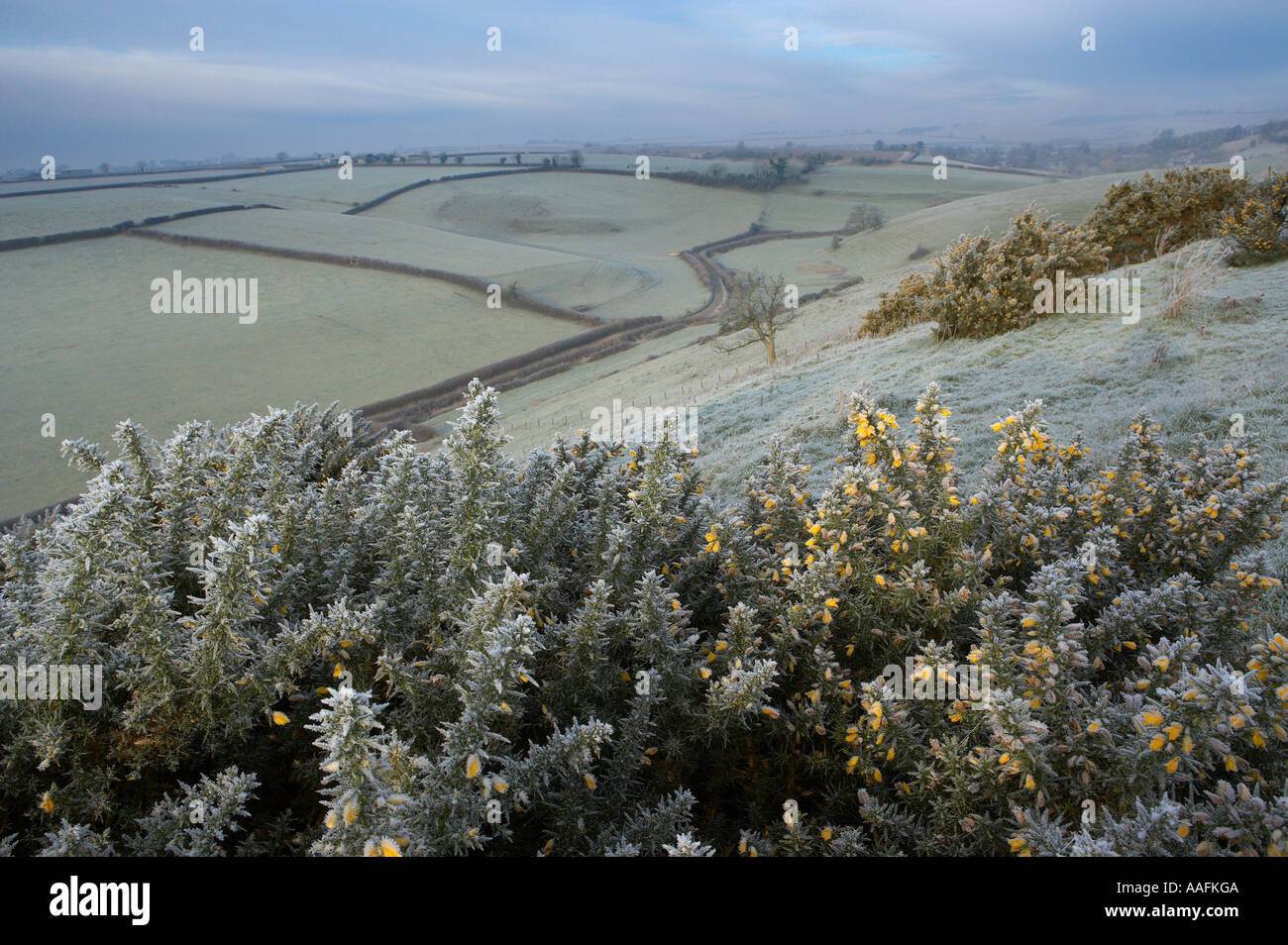 La brina su un inverno mattina Poyntington nr Sherborne Dorset England Regno Unito Foto Stock