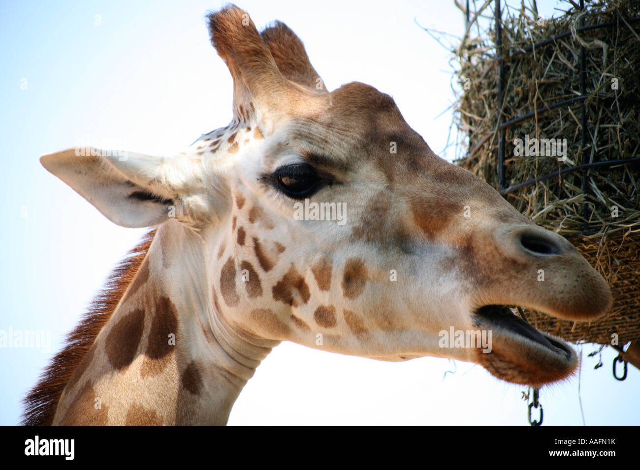 Giraffe al Taronga Zoo, Sydney, Australia Foto Stock