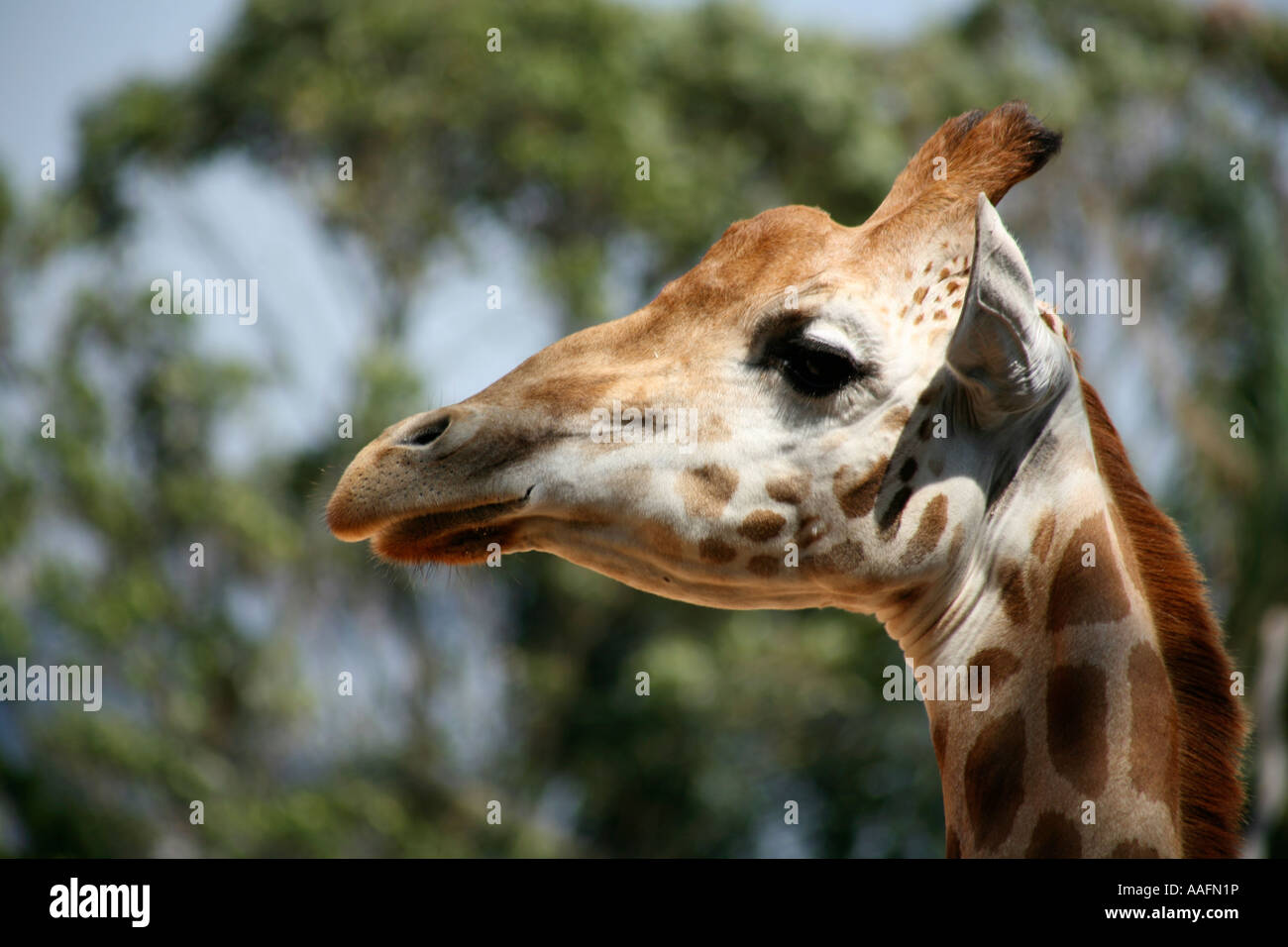 Giraffe al Taronga Zoo, Sydney, Australia Foto Stock