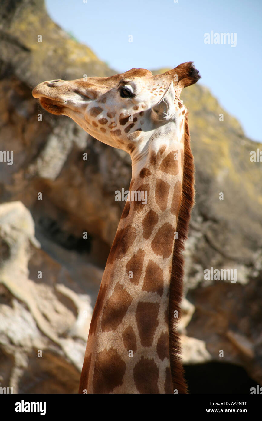 Giraffe al Taronga Zoo, Sydney, Australia Foto Stock
