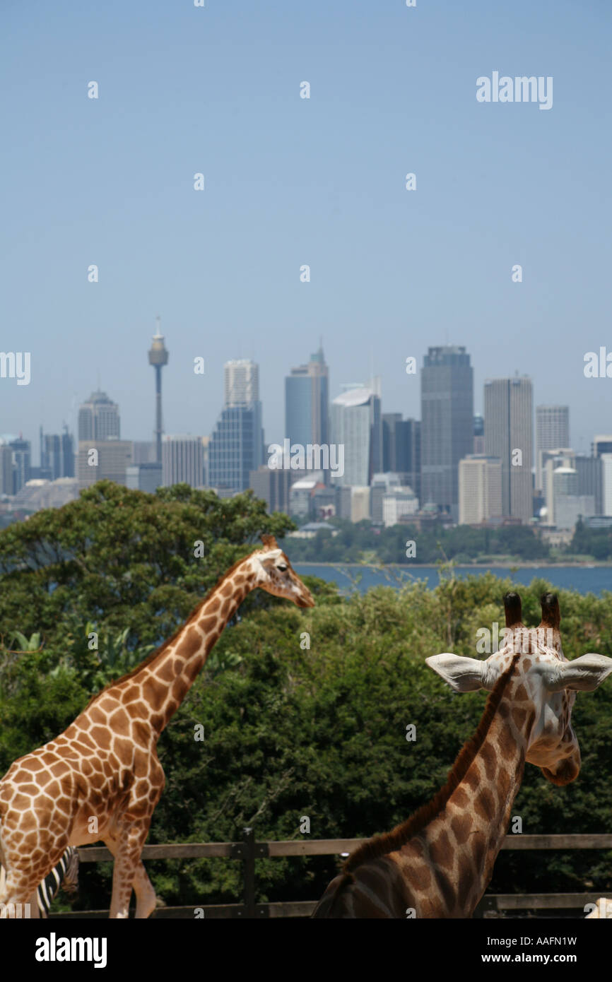 Le giraffe al Taronga Zoo, Sydney, Australia Foto Stock