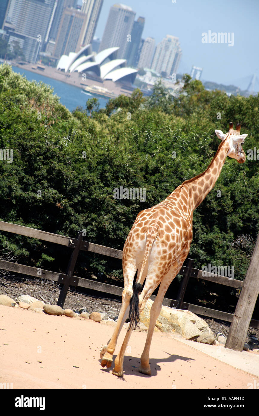 Giraffe al Taronga Zoo, Sydney, Australia Foto Stock