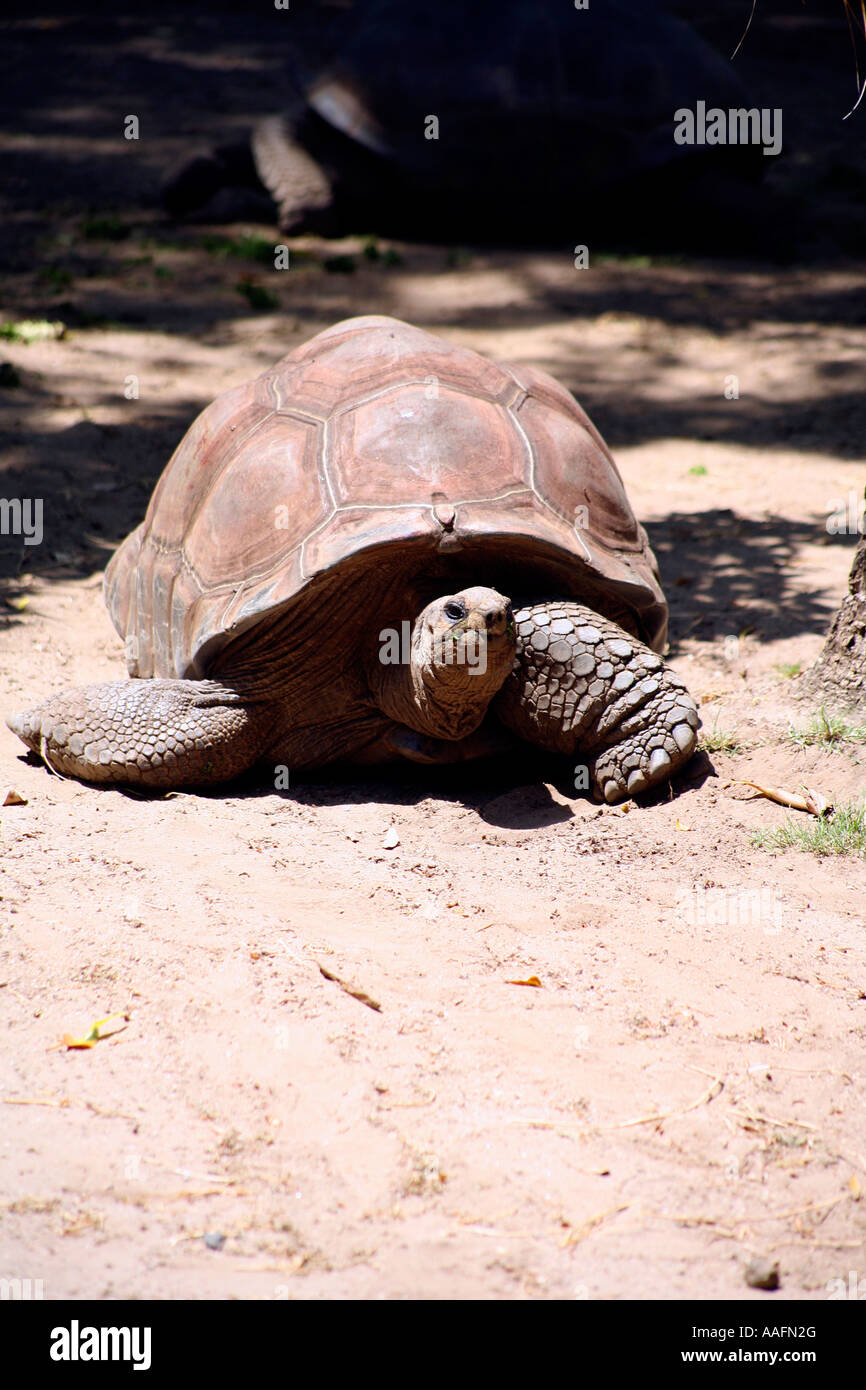 Aldabra tartaruga, lo Zoo di Taronga, Sydney, Australia Foto Stock