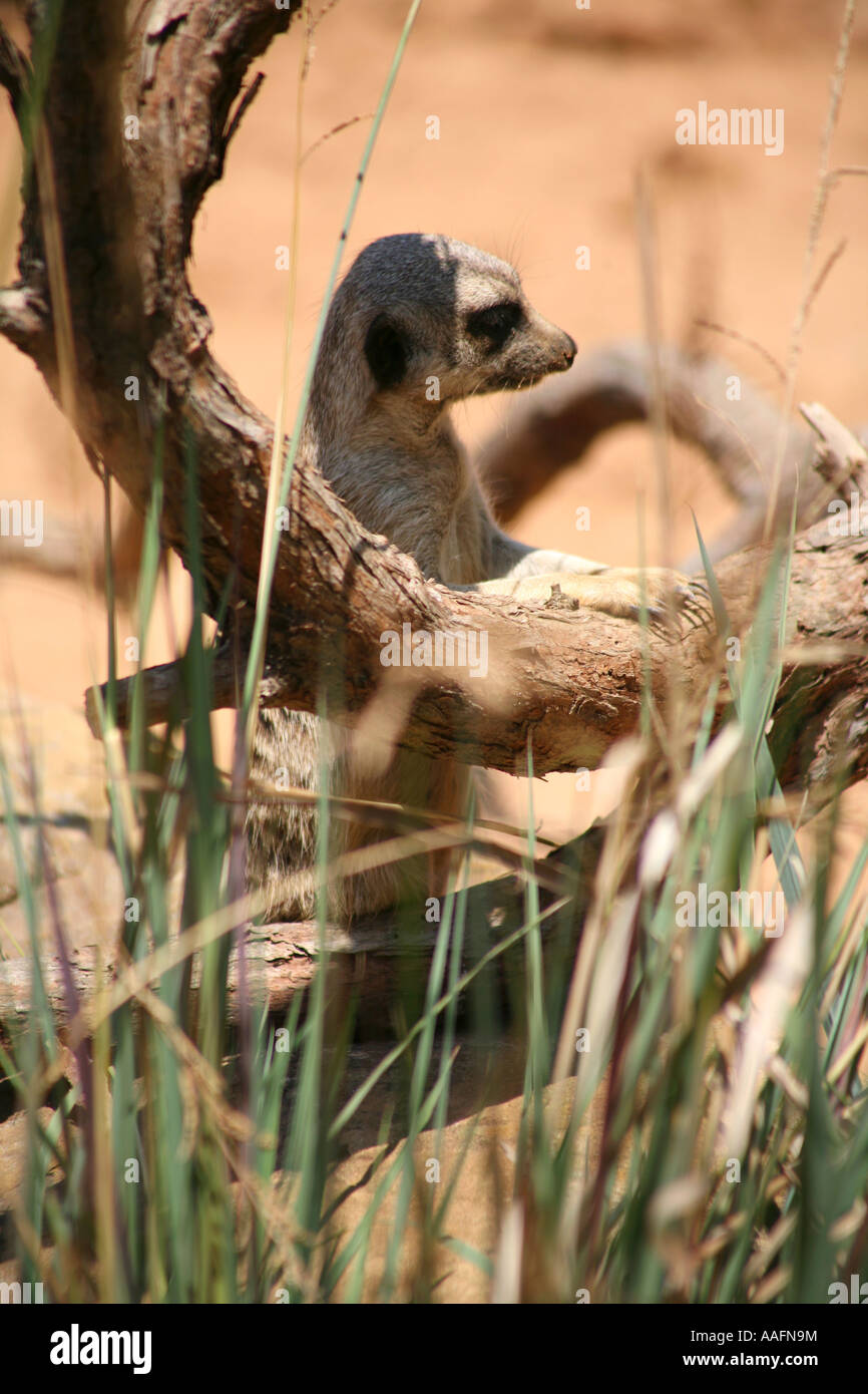 Meerkat al Taronga Zoo, Sydney, Australia Foto Stock