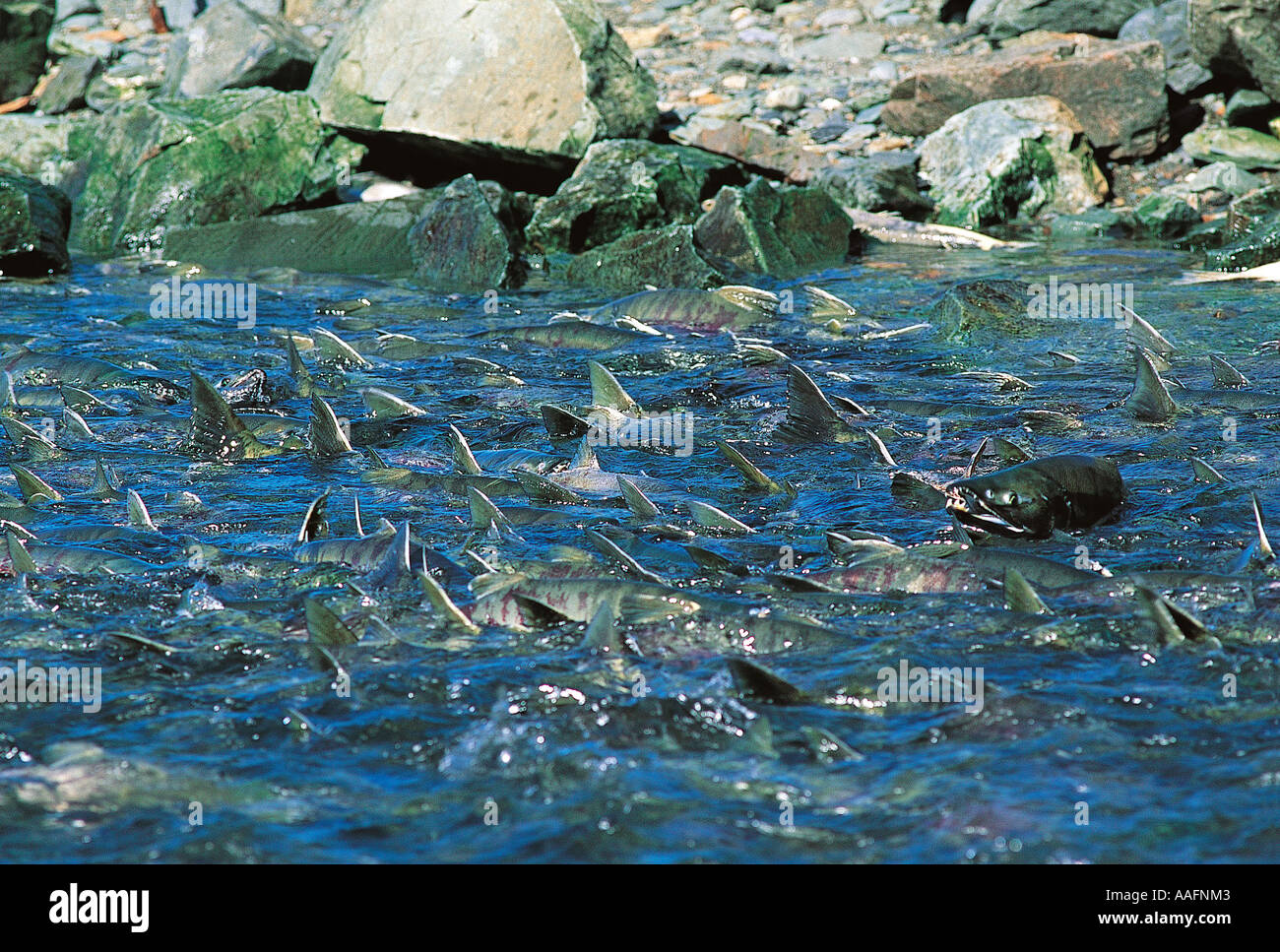 La migrazione densa scuola di Salmone Chinook, Oncorhynchus tshawytscha, in Alaska fiumi. Foto Stock La migrazione densa scuola di Salmone Chinook, Oncorhynchus tshawytscha, in Alaska fiumi. Foto Stock