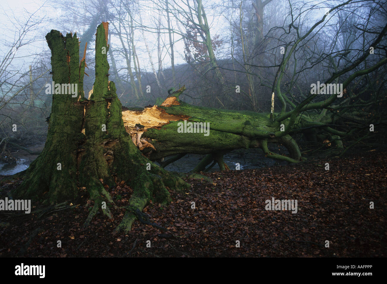 Struttura danneggiata a seguito tempesta Foto Stock