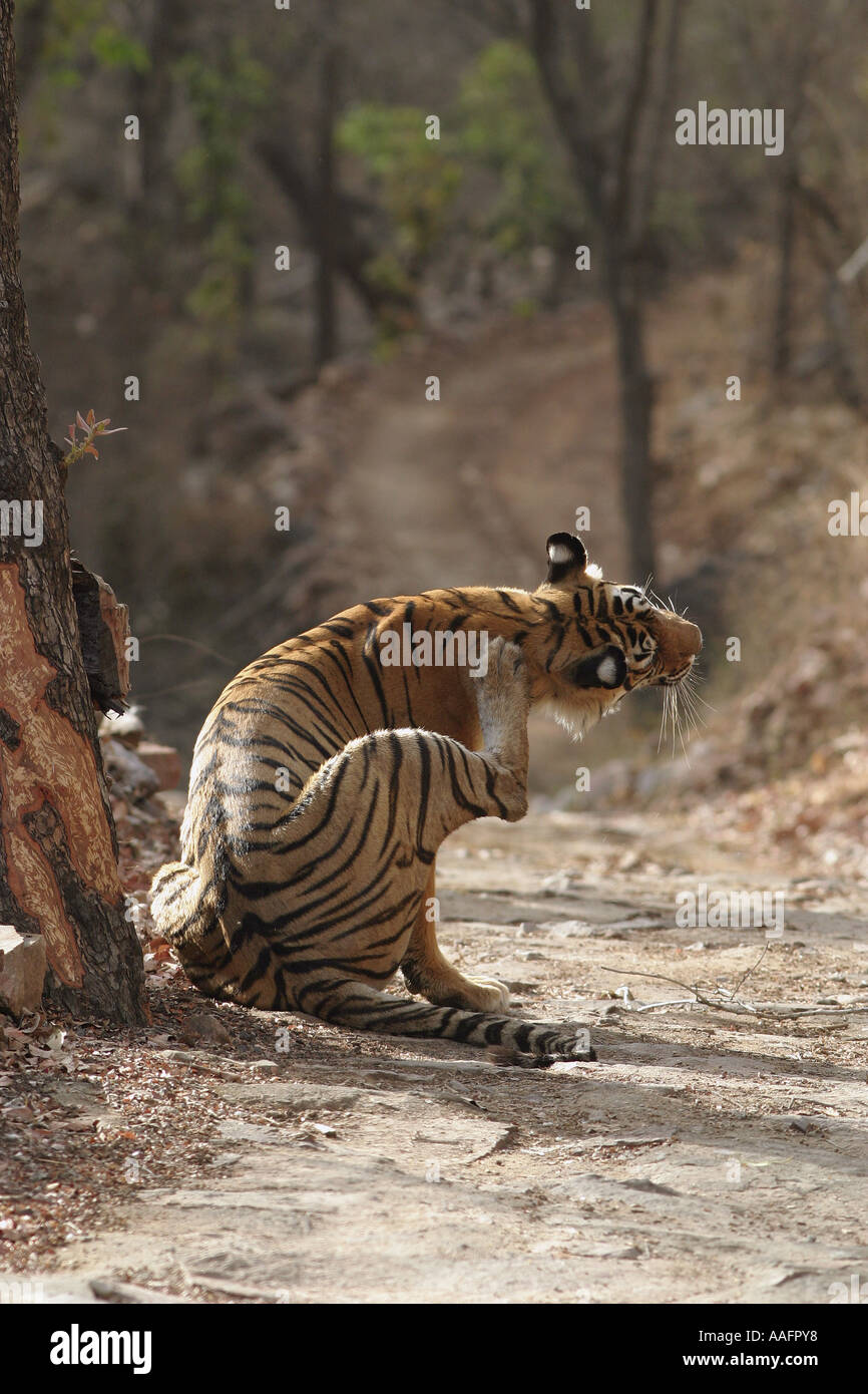 HPA78538 Tiger graffiare Ranthambor Wildlife Sanctuary Rajasthan in India Foto Stock