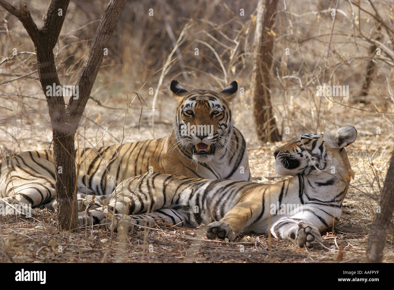 HPA78539 due tigri in appoggio Ranthambor Wildlife Sanctuary Rajasthan in India Foto Stock