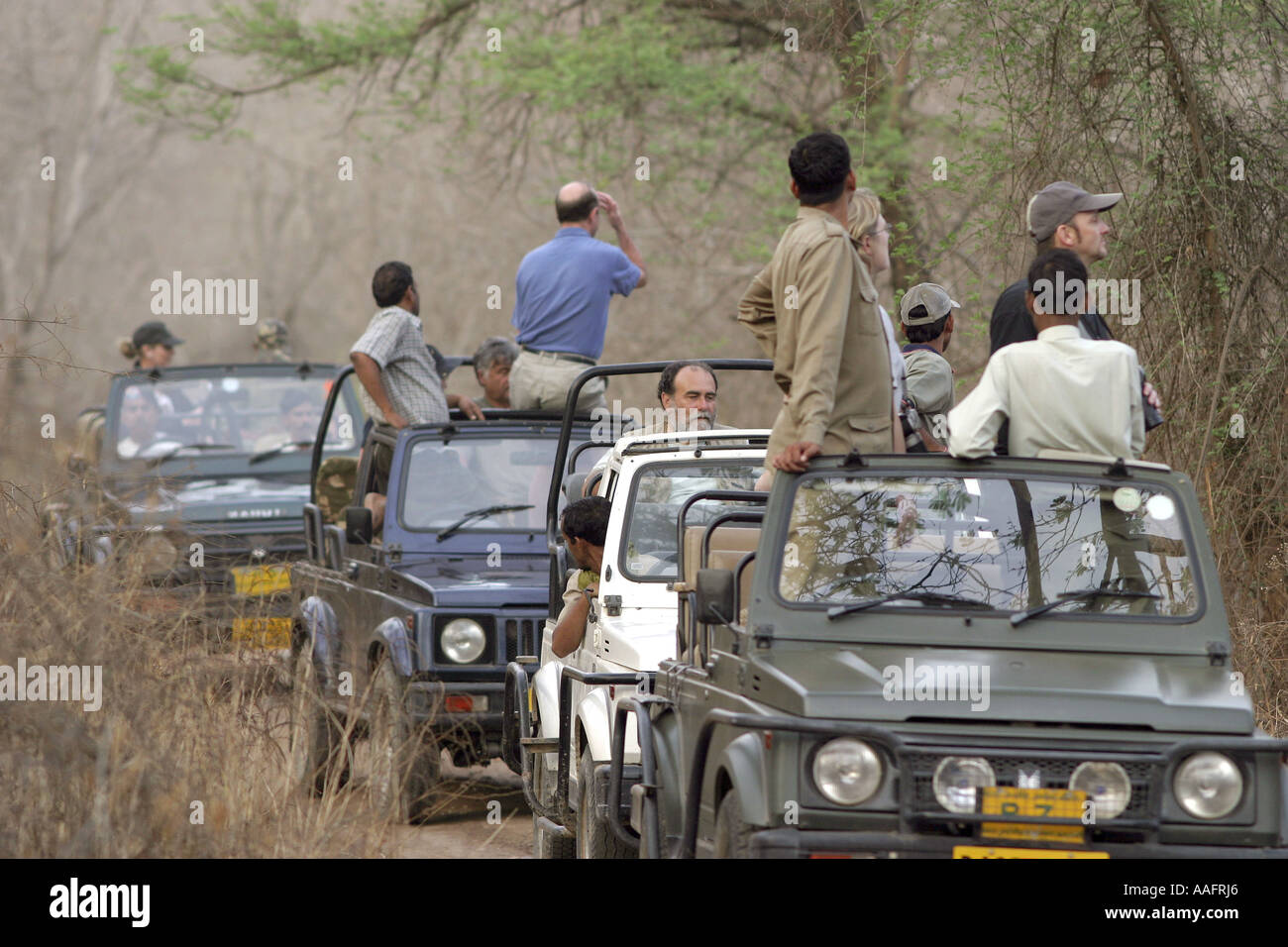 HPA78545 Tourist guardando le tigri da vettura Ranthambor Wildlife Sanctuary Rajasthan in India Foto Stock