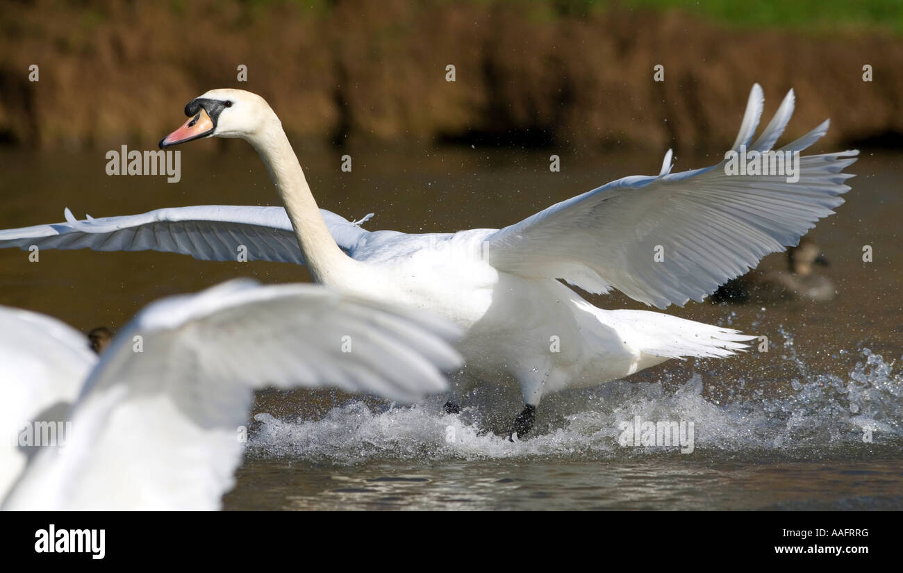 Cigno atterraggio, fiume Severn Estuary, Gloucestershire Foto Stock