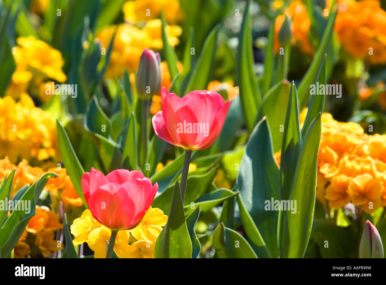 Tulipani rossi nel parco municipale bed Foto Stock