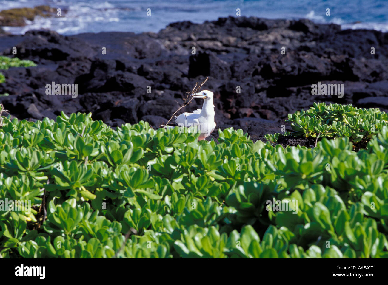 Red footed Booby Sula sula rubripes raccolta materiale di nesting Foto Stock