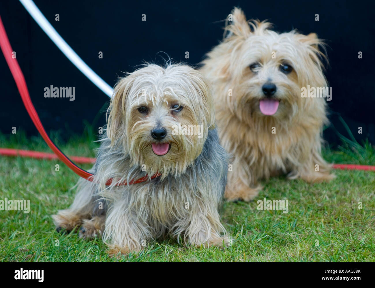 Coppia di Yorkshire terrier cani sul prato Foto Stock