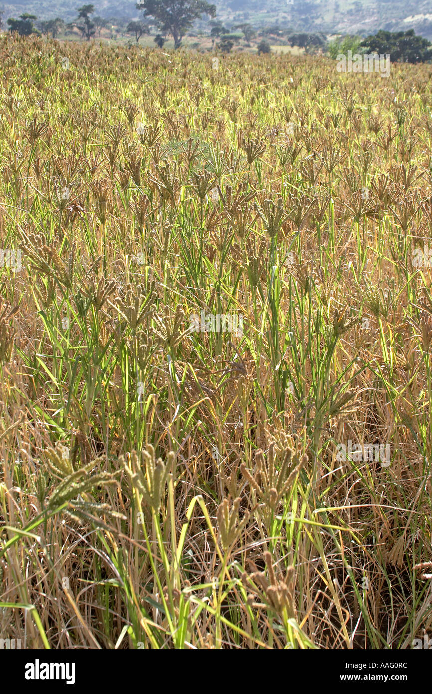 Campi coltivati di xxxx agricoltura coltivazioni in Fetan fiume valle sottostante Kuch Etiopia Africa Foto Stock