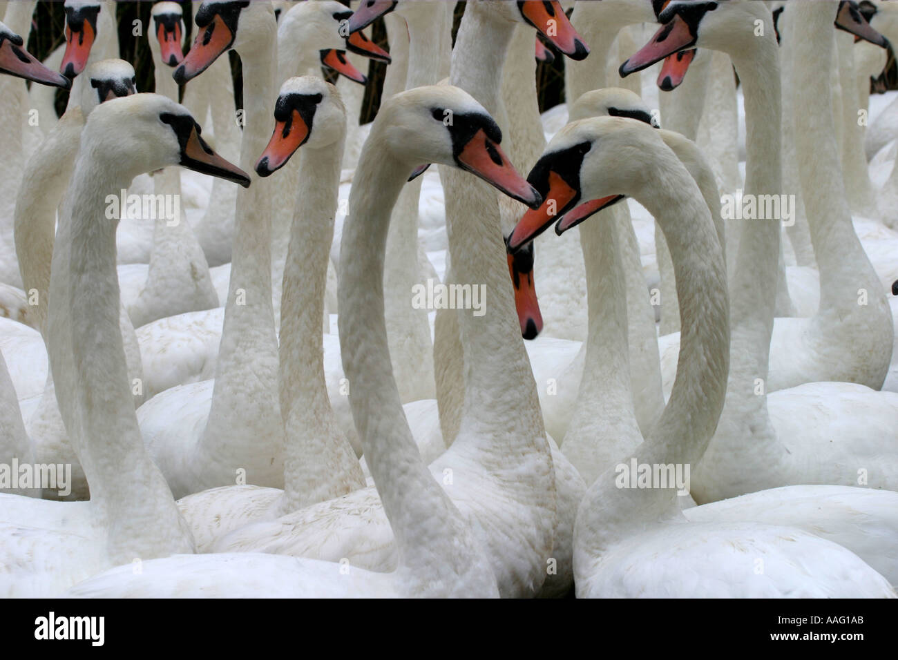 Cigni, Abbotsbury Swannery, Dorset, Inghilterra. Foto Stock Cigni, Abbotsbury Swannery, Dorset, Inghilterra. Foto Stock
