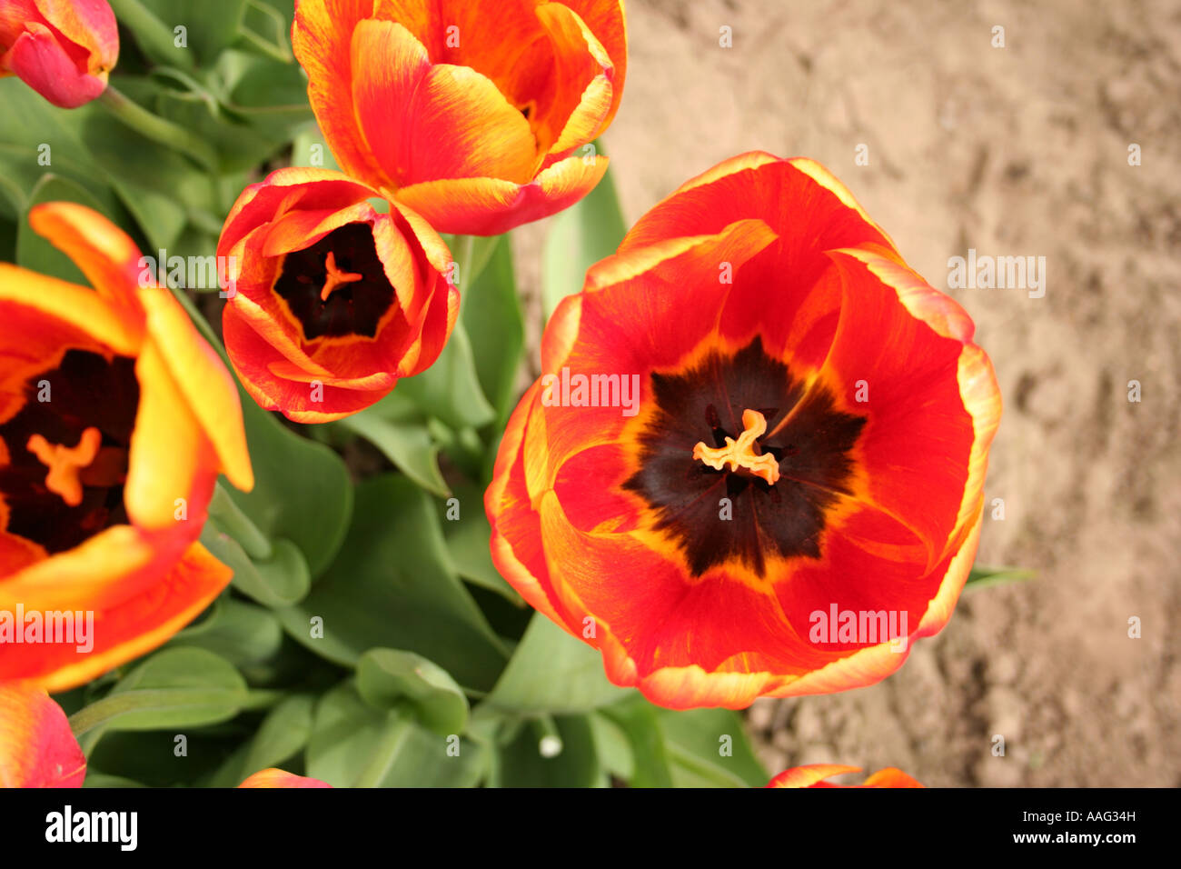 Vista ravvicinata della all'interno di tulipani,Spalding,lincolnshire,l'Inghilterra,UK Foto Stock