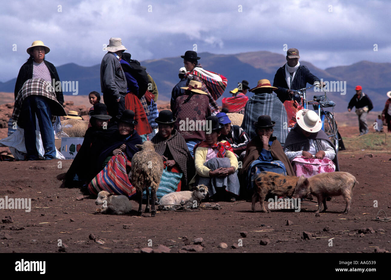 Il suino zona di vendita Zepita 10km N la frontiera boliviana sul Puno Desaguadero road mercato del giovedì Perù Foto Stock