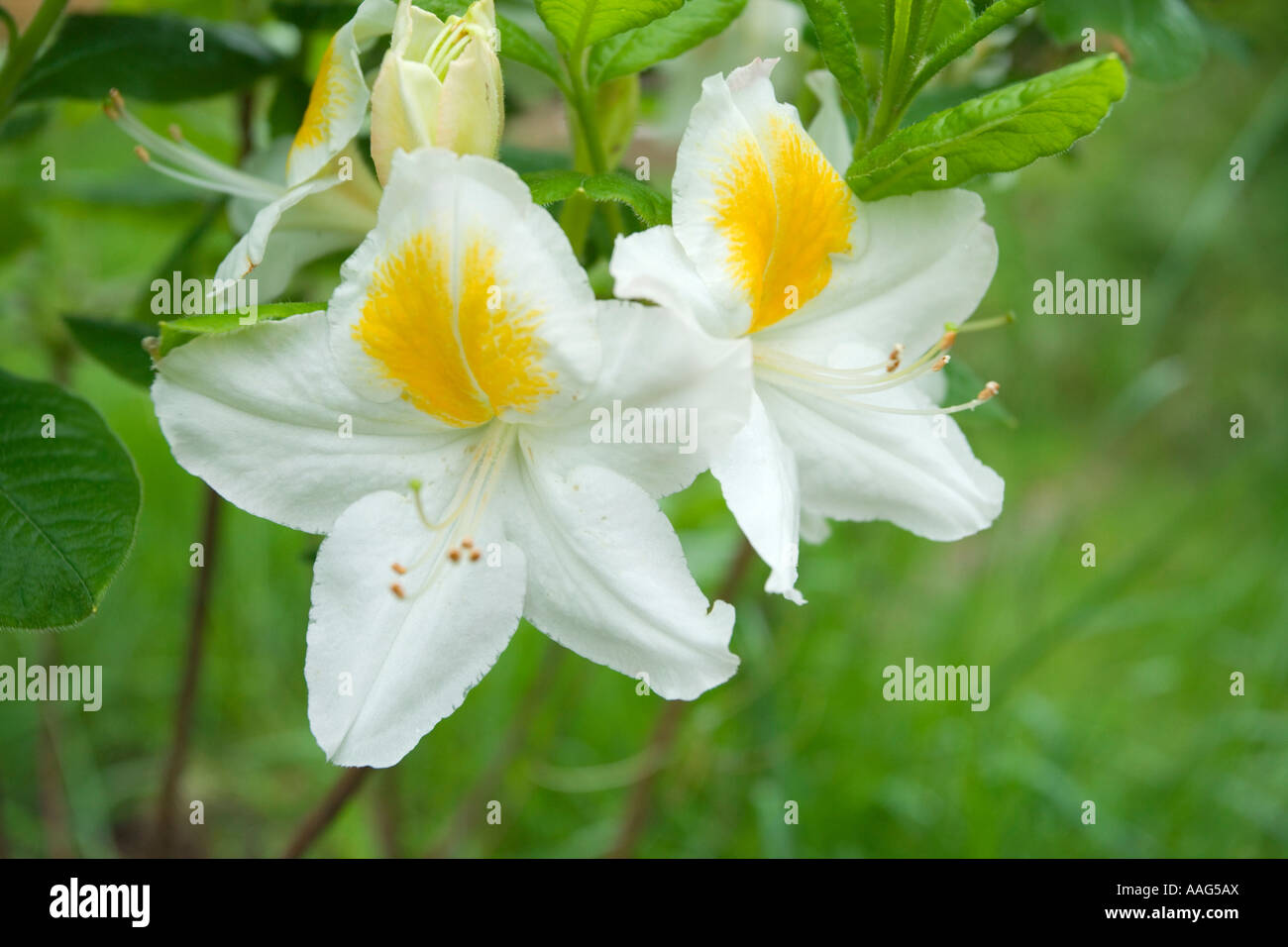 Rhododendron 'Persil'. Knap Hill-Exbury azalea Foto Stock Rhododendron 'Persil'. Knap Hill-Exbury azalea Foto Stock
