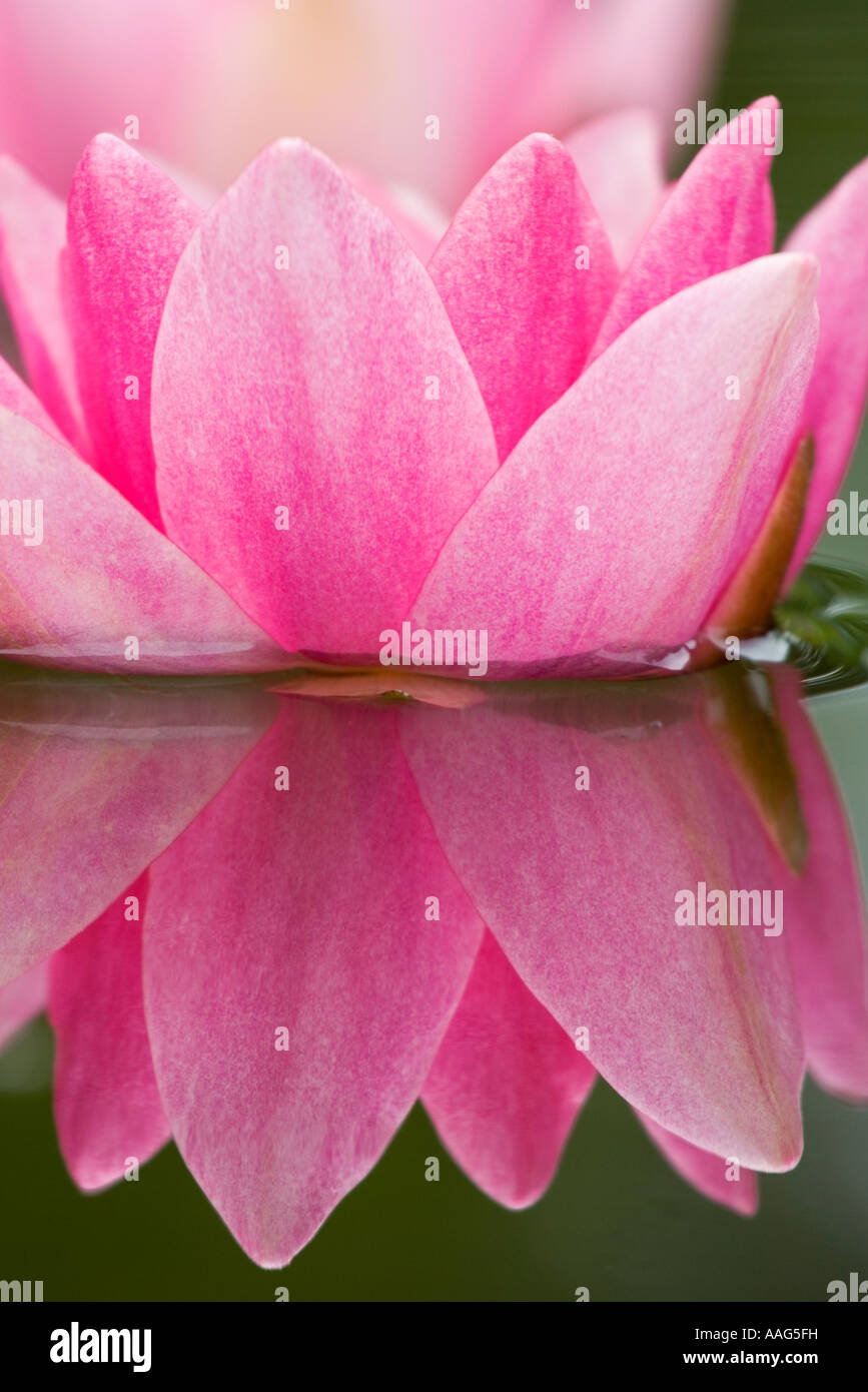 Acqua Giglio Fiore. Nymphaea Foto Stock Acqua Giglio Fiore. Nymphaea Foto Stock